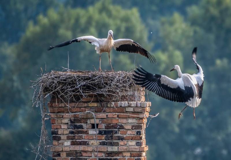 Professional Chimney Animal Removal Services in Buena Park, California