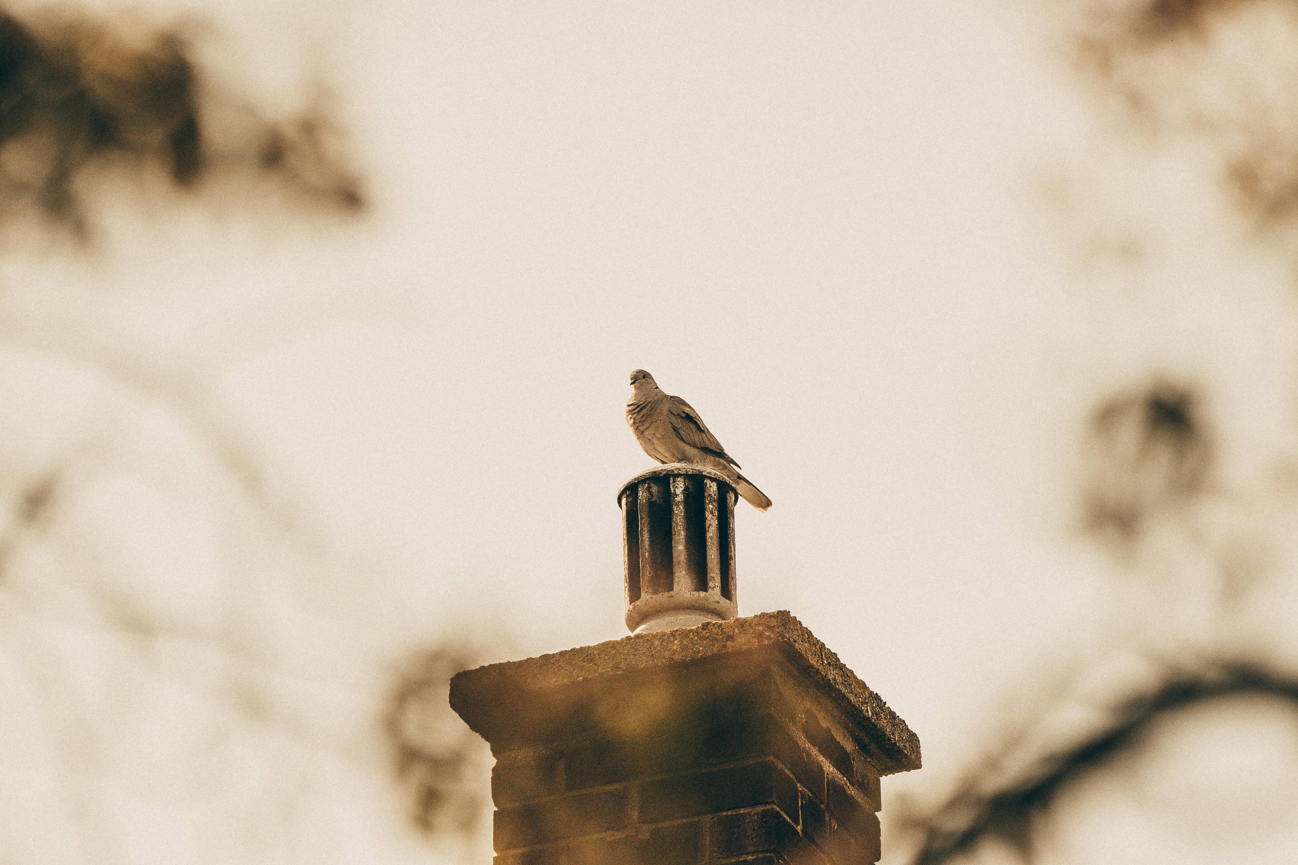 Expert Chimney Cap Installation in Buena Park, California